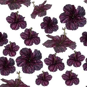 Tropical floral seamless pattern with violet hibiscus flowers. Stock Illustration
