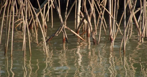 Tropical Florida Mangroves with reflections Stock Footage 146476139