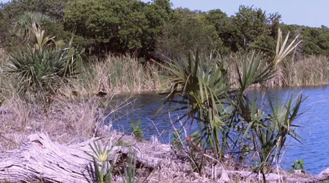 Tropical Florida plants scene Video stock 35482209