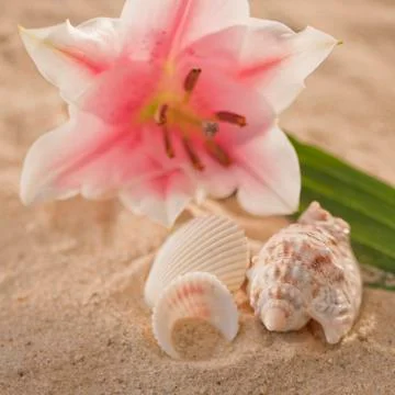 Tropical flower and spa elements Stock Photos
