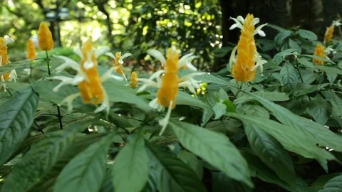 Tropical flower - close-up Stock Footage 80624474