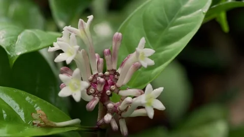 Tropical Flower Cluster With Ant Activity in Rainforest Macro Scene Stock Footage 336164431