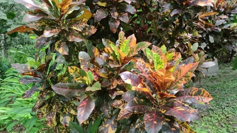Tropical flower "Croton" in Peru Stock Footage 281528362