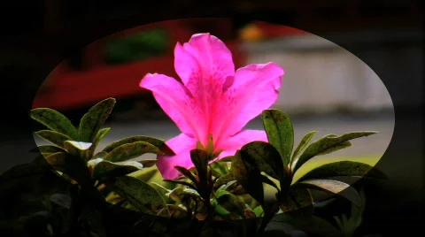 Tropical Flower Stock Footage 143061