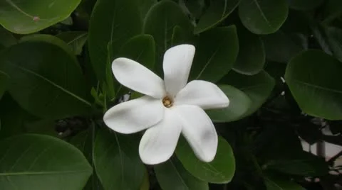 Tropical Flower Stock Footage 12394777