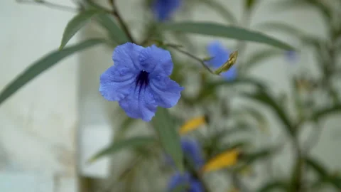 Tropical Flower Stock Footage 139120109