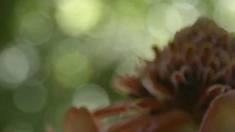 Tropical flower in forest Stock Footage 74908386