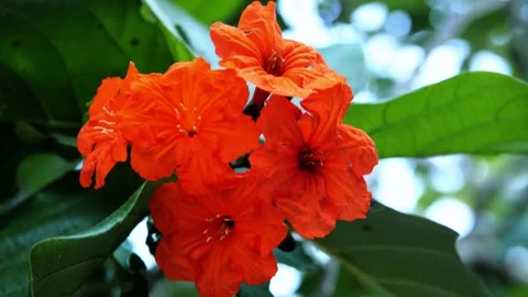 Tropical flower moving in the wind Stock Footage 178098071