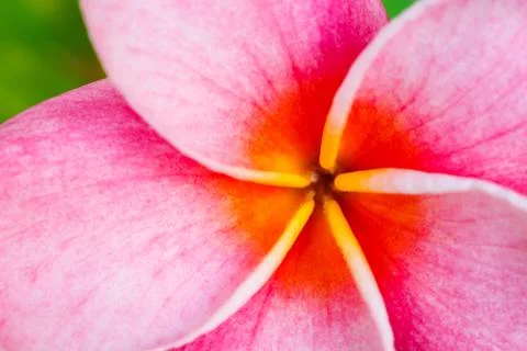 Tropical flower Stock Photos