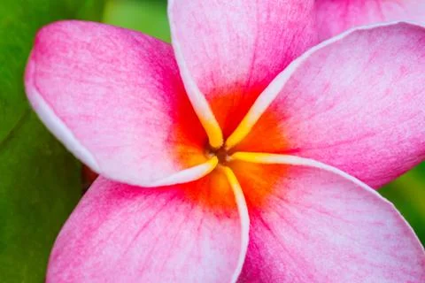 Tropical flower Stock Photos