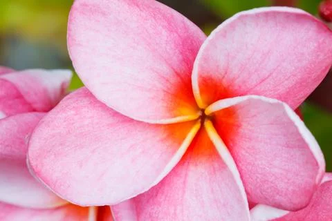 Tropical flower Foto stock