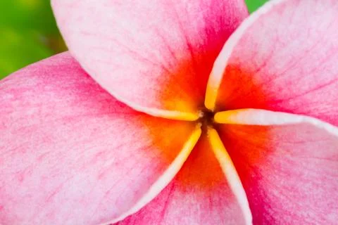 Tropical flower Stock Photos