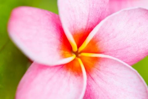 Tropical flower Stock Photos