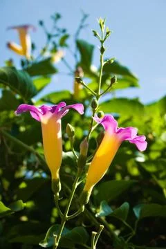 Tropical flower Stock-Fotos