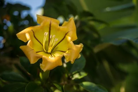 Tropical Flower Stock Photos