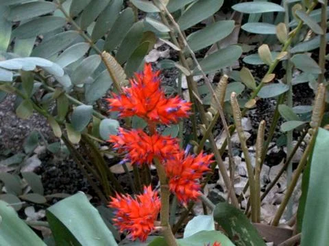 Tropical flower Stock Photos