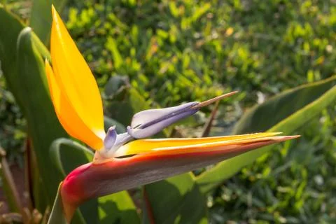 Tropical flower Stock-Fotos