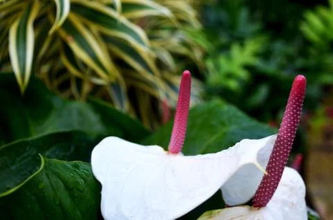 Tropical Flower Stock Photos