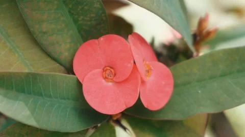 Tropical flower Stock Photos