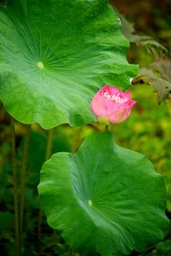 Tropical flower Stock Photos