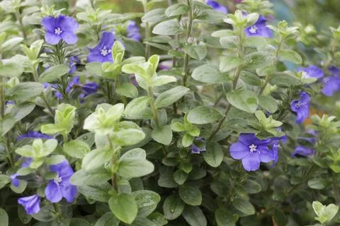 Tropical flower plants in summer garden Stock-Fotos
