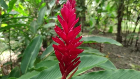 Tropical flower Red ginger Vidéo 281528361