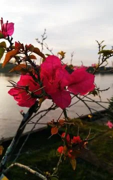 Tropical flower on riverside Stock Photos