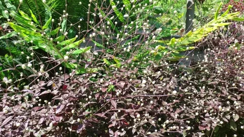 Tropical flower Ruby Leaf Vidéo 281528410