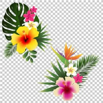 Tropical Flower Set Transparent Background Stock Illustration