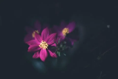 Tropical flower in sunlight. Stock Photos