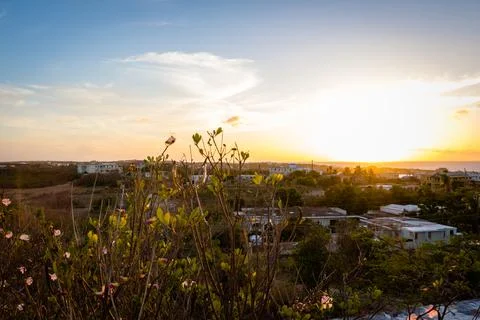Tropical Flower Sunset Stockfoto's