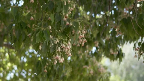 Tropical flowering tree branches swaying in warm breeze, botanical summer 스톡 동영상 335875473