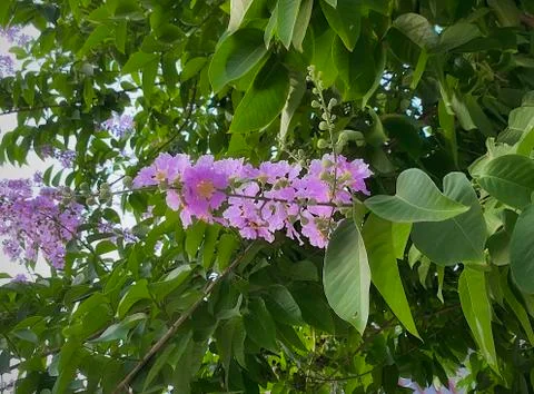 Tropical flower,purple Bungor Stock Photos