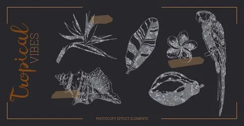 Tropical flowers and elements vector illustration Stock Illustration