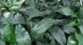 Tropical flowers and jungle views in motion HD Footage