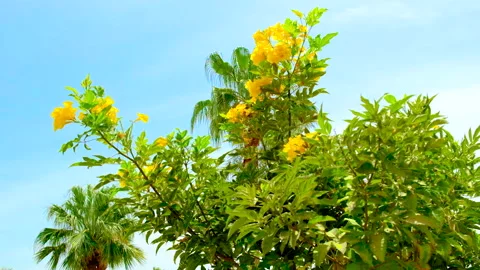 Tropical flowers bloom in Egypt. Selective focus. Stock Footage 153736106