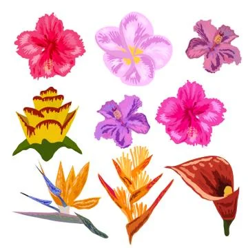 Tropical flowers collection. isolated elements on the white background. Illustrazione stock