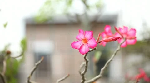 Tropical flowers Stock Footage 22141604