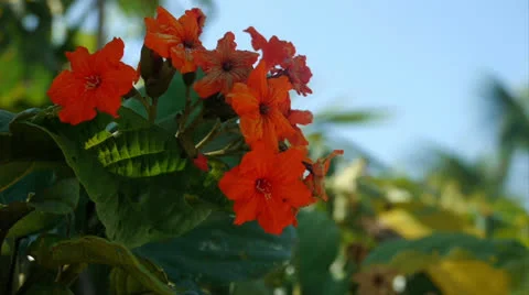Tropical Flowers Vídeo Stock 22813987