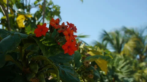 Tropical Flowers Vídeo Stock 22814072