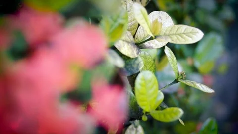 Tropical Flowers Stock Footage 70369591
