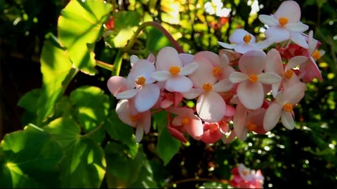 Tropical Flowers Stock Footage 104277760