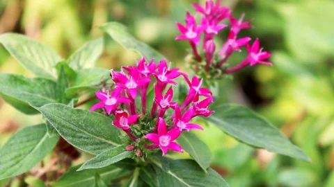Tropical Flowers Stock Footage 107760278