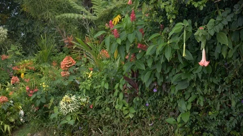 Tropical flowers in Hawaii Stock Footage