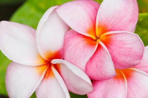 Tropical flowers Stock Photos