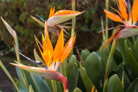 Tropical flowers Stock Photos