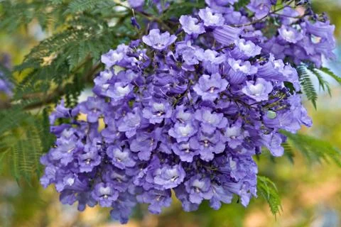 Tropical flowers Foto stock