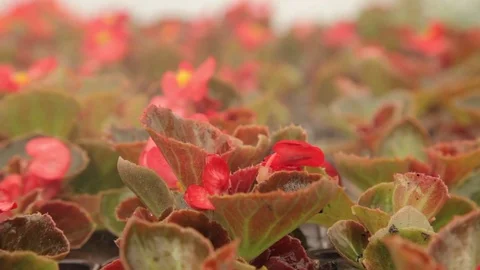 Tropical Flowers With Rain Falling Stock Footage 70885502