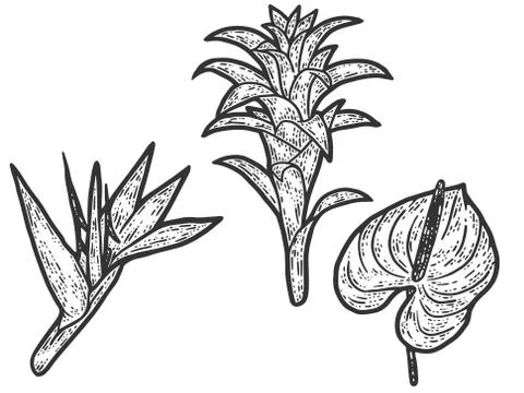 Tropical flowers set. Engraving vector illustration. Sketch scratch board Stock Illustration