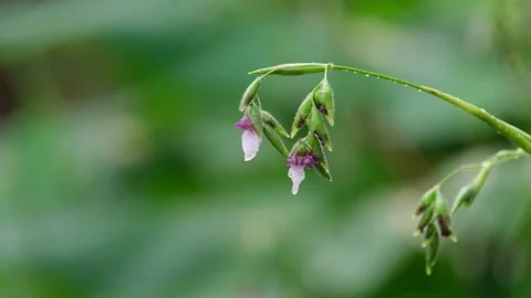 Tropical flowers stooping down after a heavy rain in the forest in Stock Footage 238846059